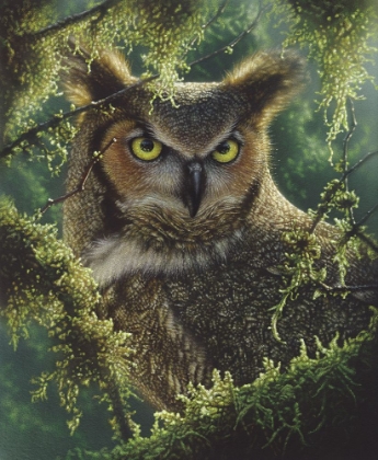 Picture of GREAT HORNED OWL - WATCHING AND WAITING