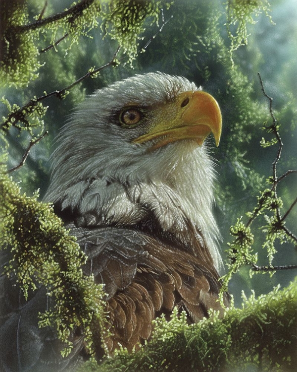 Picture of BALD EAGLE