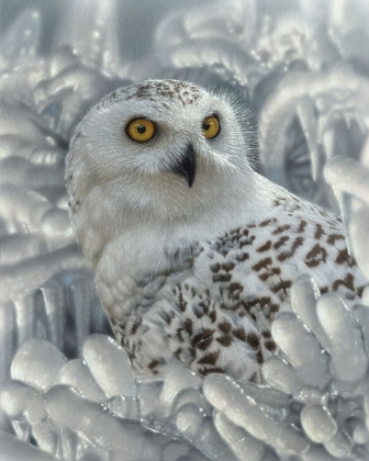 Picture of SNOWY OWL SANCTUARY