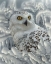 Picture of SNOWY OWL SANCTUARY