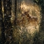 Picture of A GOLDEN MOMENT
