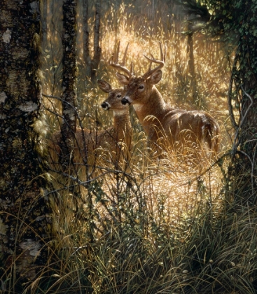 Picture of WHITETAIL DEER - A GOLDEN MOMENT