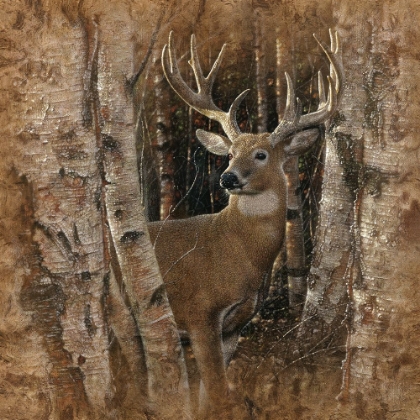 Picture of BIRCHWOOD BUCK