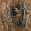 Picture of BIRCHWOOD BUCK