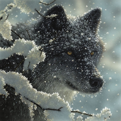 Picture of BLACK WOLF - BLACK IN WHITE