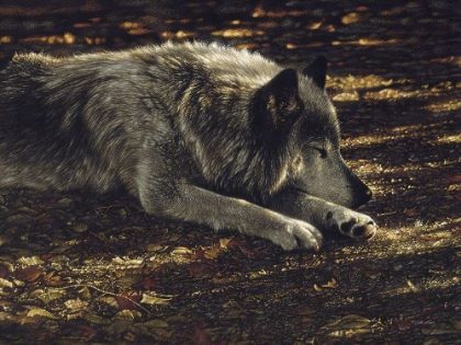 Picture of RESTING WOLF