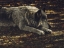 Picture of RESTING WOLF
