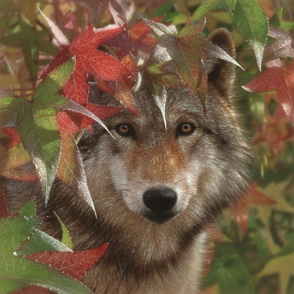 Picture of WOLF - AUTUMN ENCOUNTER