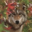 Picture of WOLF - AUTUMN ENCOUNTER