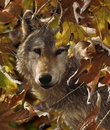 Picture of WOLF - AUTUMN SHADOWS