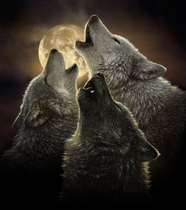Picture of WOLF TRINITY