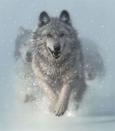Picture of RUNNING WOLVES - SNOW PLOW - SQUARE