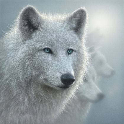 Picture of ARCTIC WOLVES - WHITEOUT