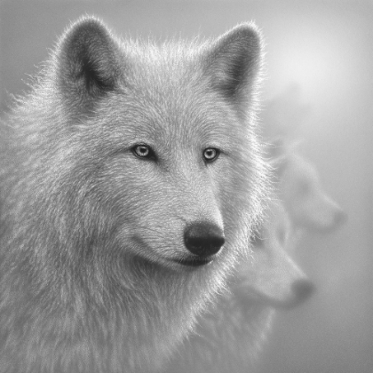 Picture of ARCTIC WOLVES - WHITEOUT - BANDW