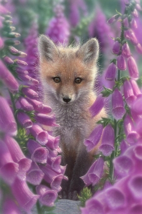 Picture of FOX GLOVES