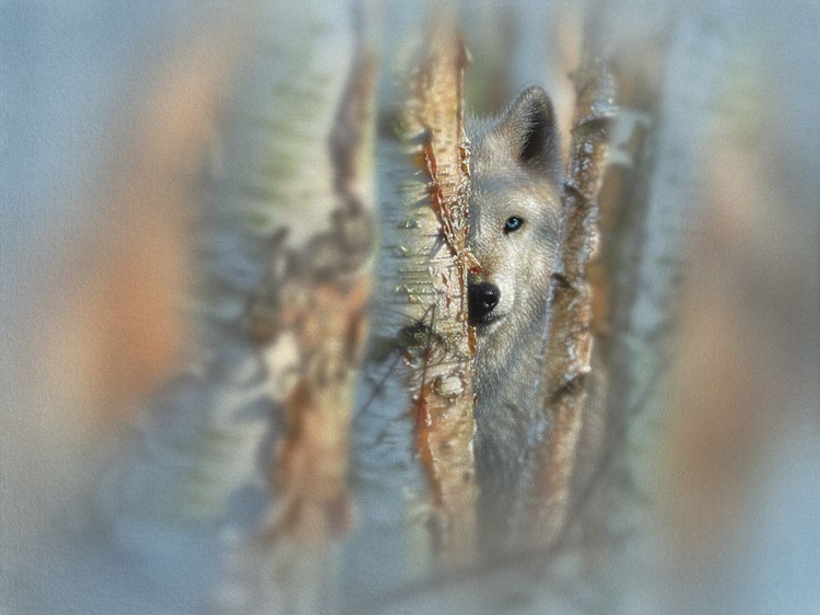 Picture of WOLF - FOCUSED