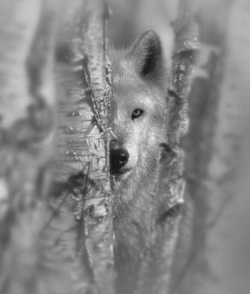 Picture of WOLF - FOCUSED - BANDW