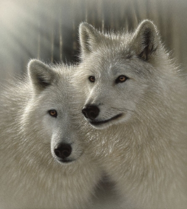 Picture of WOLVES - SUNLIT SOULMATES