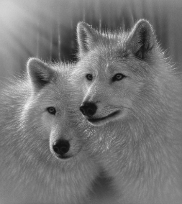 Picture of WOLVES - SUNLIT SOULMATES - BANDW