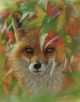 Picture of AUTUMN RED FOX