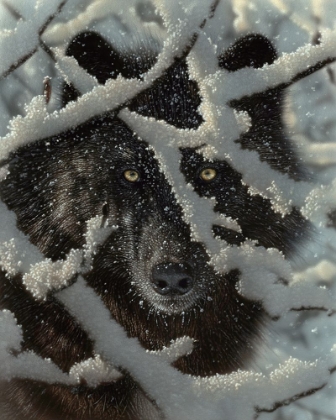 Picture of WINTER BLACK WOLF