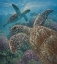 Picture of SEA TURTLES - TURTLE BAY - SQUARE