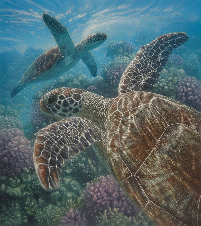 Picture of SEA TURTLES - TURTLE BAY - SQUARE