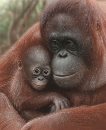 Picture of ORANGUTAN MOTHER AND BABY