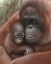 Picture of ORANGUTAN MOTHER AND BABY