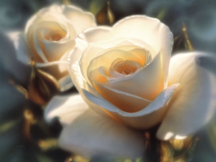 Picture of WHITE ROSES - COLORS OF WHITE