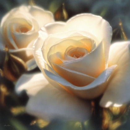 Picture of WHITE ROSE - COLORS OF WHITE - SQUARE