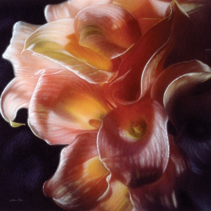 Picture of CALLA LILIES - EMERGING DAWN