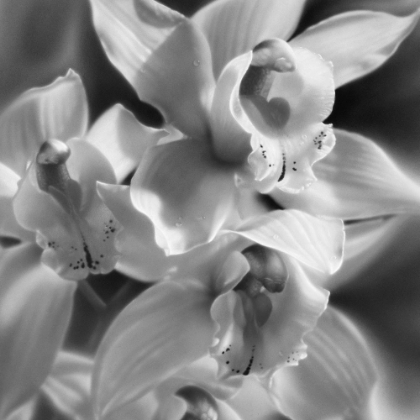 Picture of ORCHIDS - BANDW