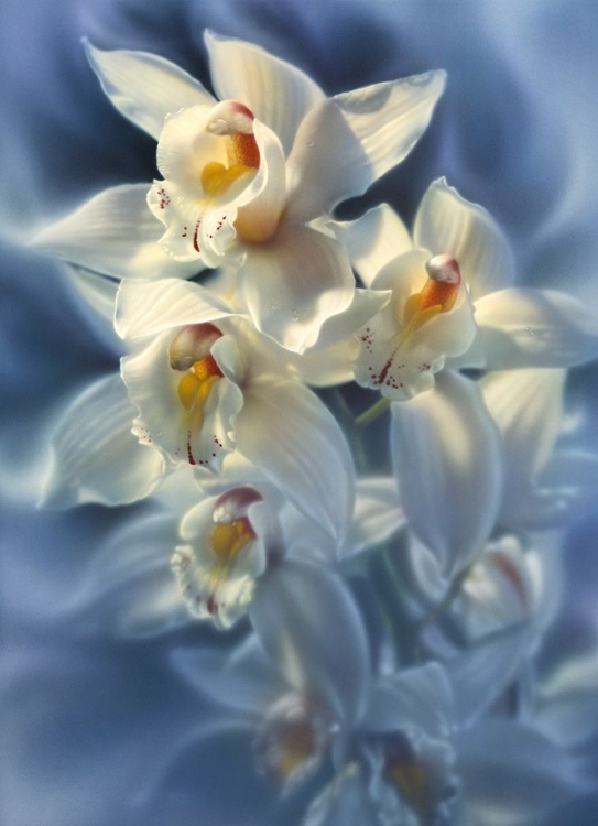 Picture of ORCHIDS