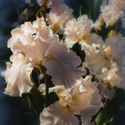 Picture of BEARDED IRIS