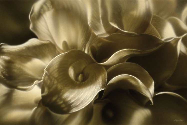 Picture of GOLDEN LILIES