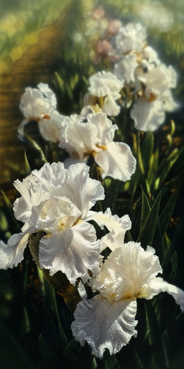 Picture of IRIS GARDEN