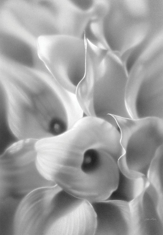 Picture of CALLA LILIES