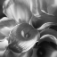 Picture of CALLA LILLIE BOUQUET