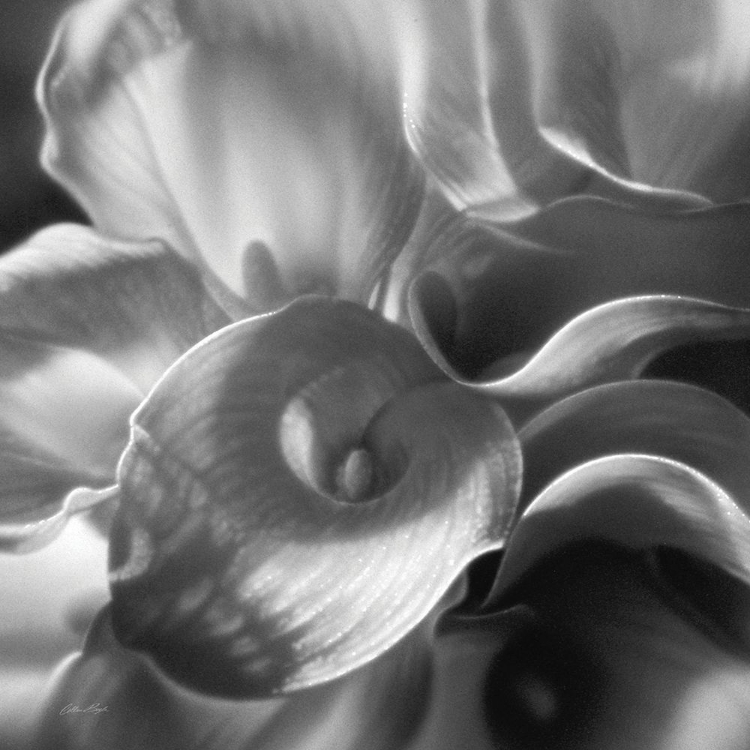 Picture of CALLA LILLIE BOUQUET