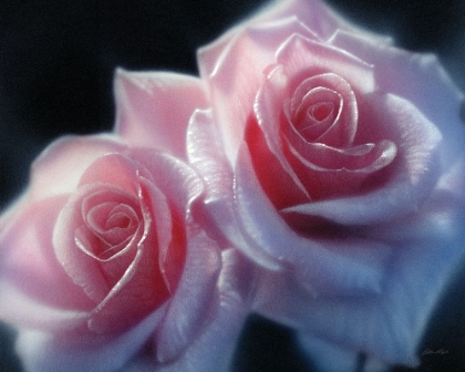Picture of ROSES - PINK PAIR