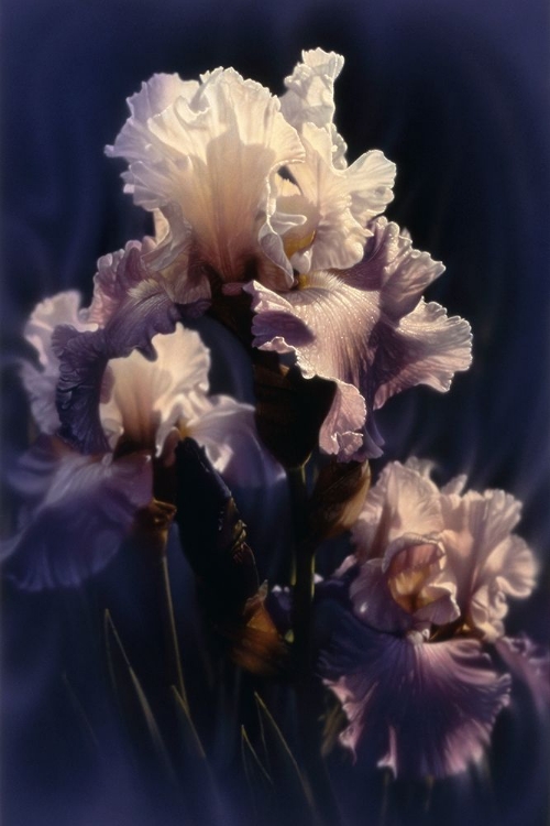 Picture of PURPLE IRIS