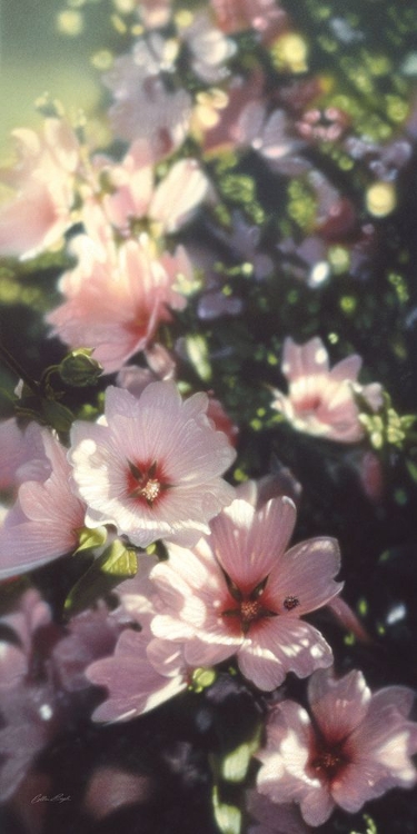 Picture of SUMMER FLOWERS