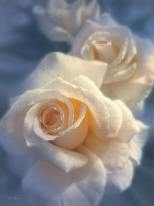 Picture of WHITE ROSES - UNFORGETTABLE