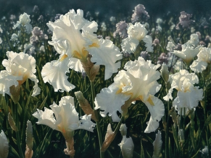 Picture of WHITE IRIS GARDEN - SQUARE