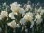 Picture of WHITE IRIS GARDEN - SQUARE