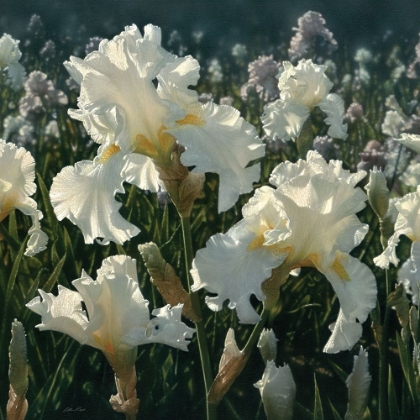 Picture of WHITE ROSE GARDEN