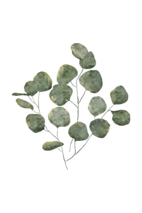Picture of EUCALYPTUS LEAVES