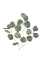 Picture of EUCALYPTUS LEAVES