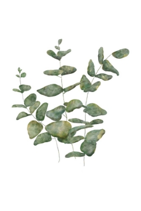 Picture of EUCALYPTUS LEAVES II